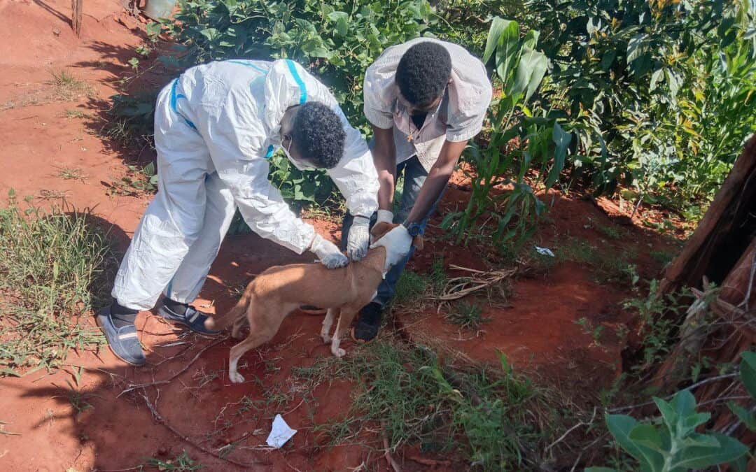 The First Ever Rabies Intervention in Borana